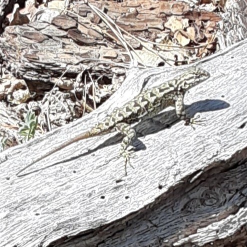 iNaturalist observation photo of Spiny Lizards