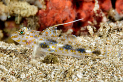 Blotched Goby photo 1