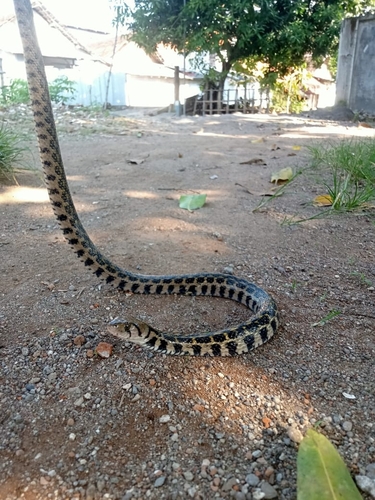 Javan Keelback