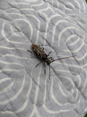 Monochamus marmorator