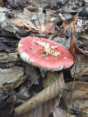 Russula silvicola