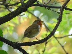 Erithacus rubecula