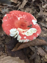 Russula silvicola