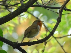 Erithacus rubecula