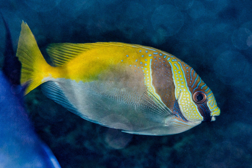 Barhead spinefoot (Siganus virgatus) — Siganidae