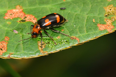 Malacorhinus dilaticornis