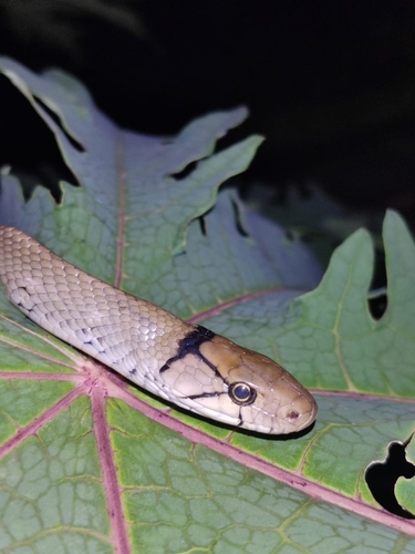 Copperhead Rat Snake