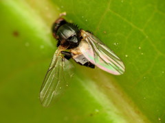 Chaetochlorops inquilinus