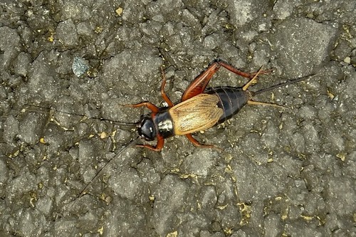Sand Field Cricket photo 4