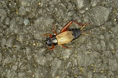 Gryllus firmus
