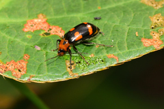 Malacorhinus dilaticornis