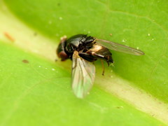 Chaetochlorops inquilinus