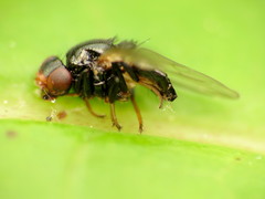 Chaetochlorops inquilinus