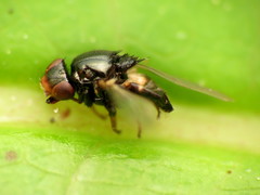 Chaetochlorops inquilinus