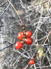 Lonicera hispidula