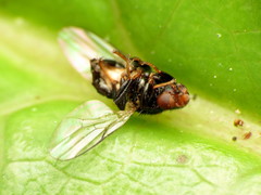 Chaetochlorops inquilinus