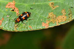 Malacorhinus dilaticornis