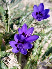 Codonorhiza azurea