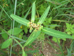 Euphorbia heterophylla