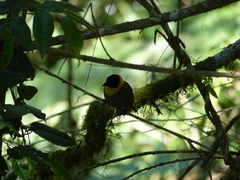 Ploceus nelicourvi