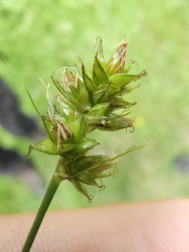 Grassland Sedge (Carex leersii)