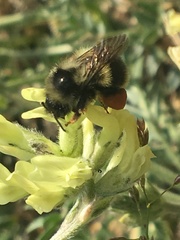 Bombus bifarius
