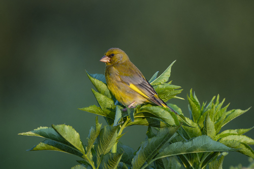 European Greenfinch, Zeeburg, Amsterdam, Netherlands, photo 6 of 10