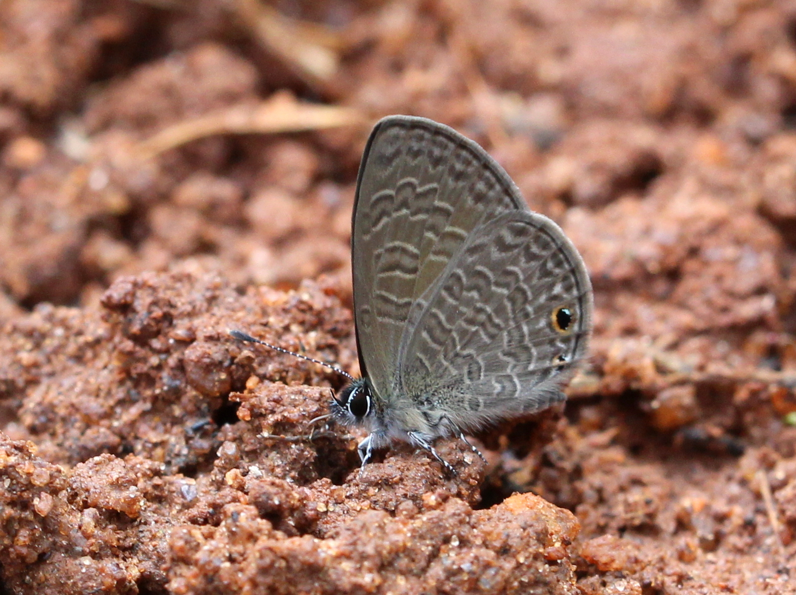 Tailless Lineblue