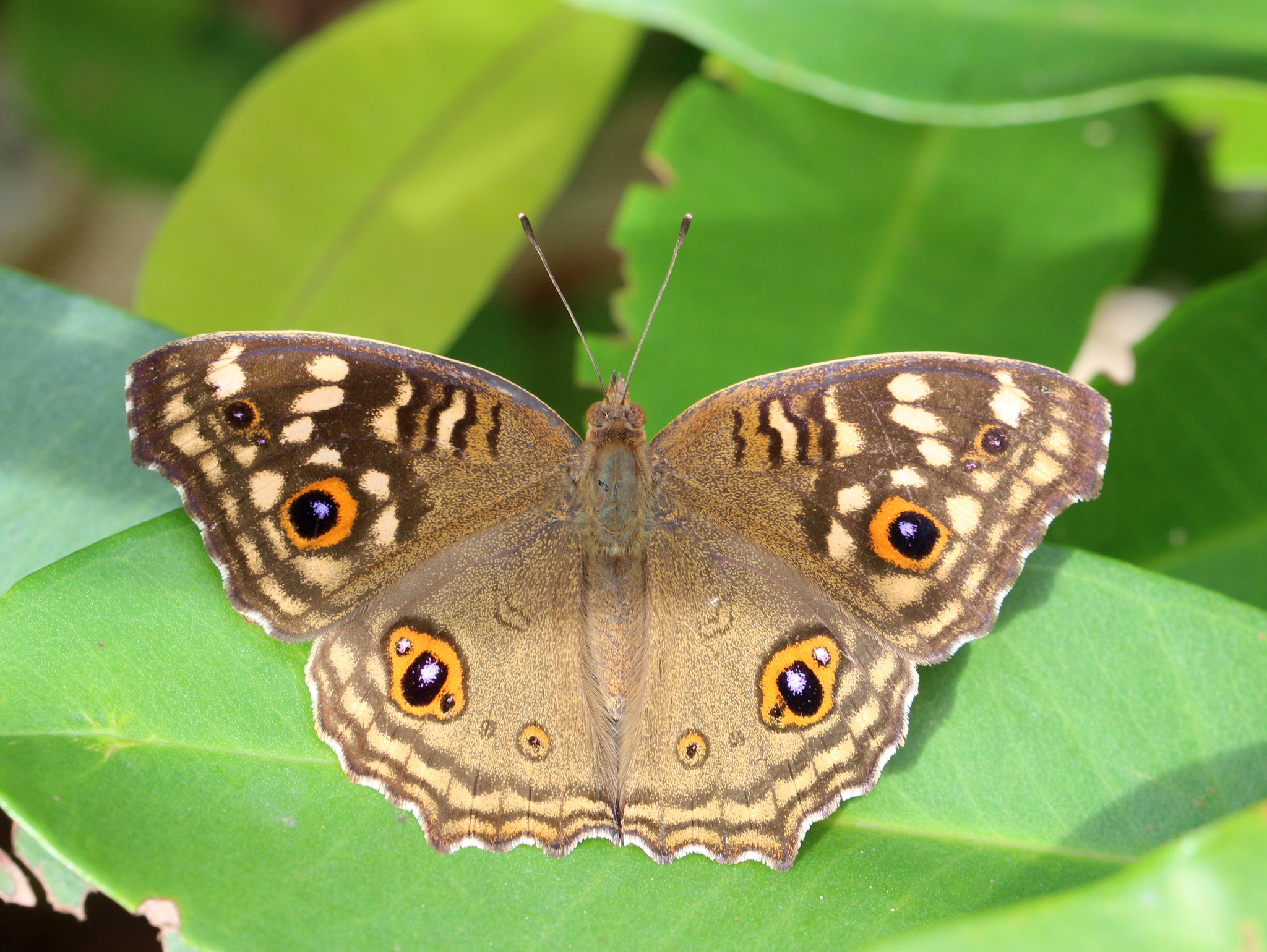 Lemon Pansy