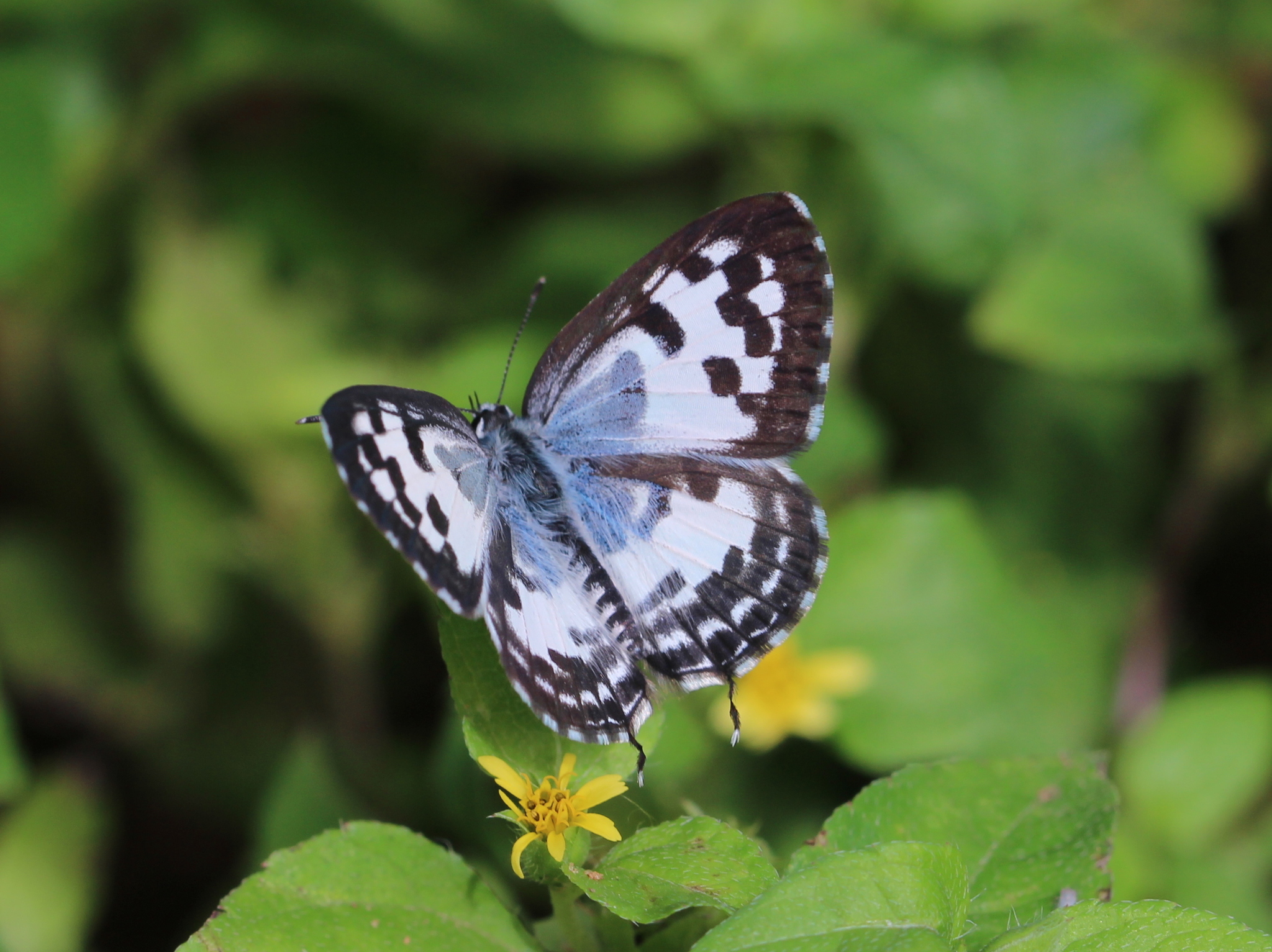 Common Pierrot