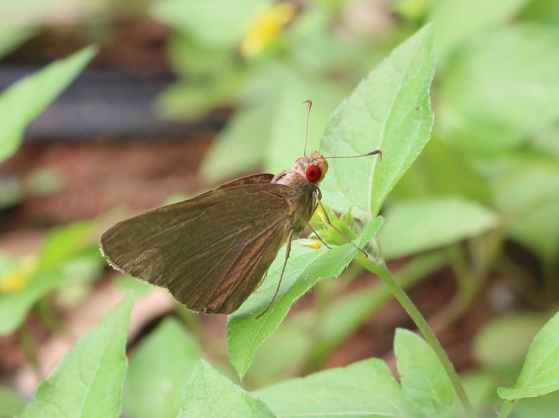 Common Branded Redeye