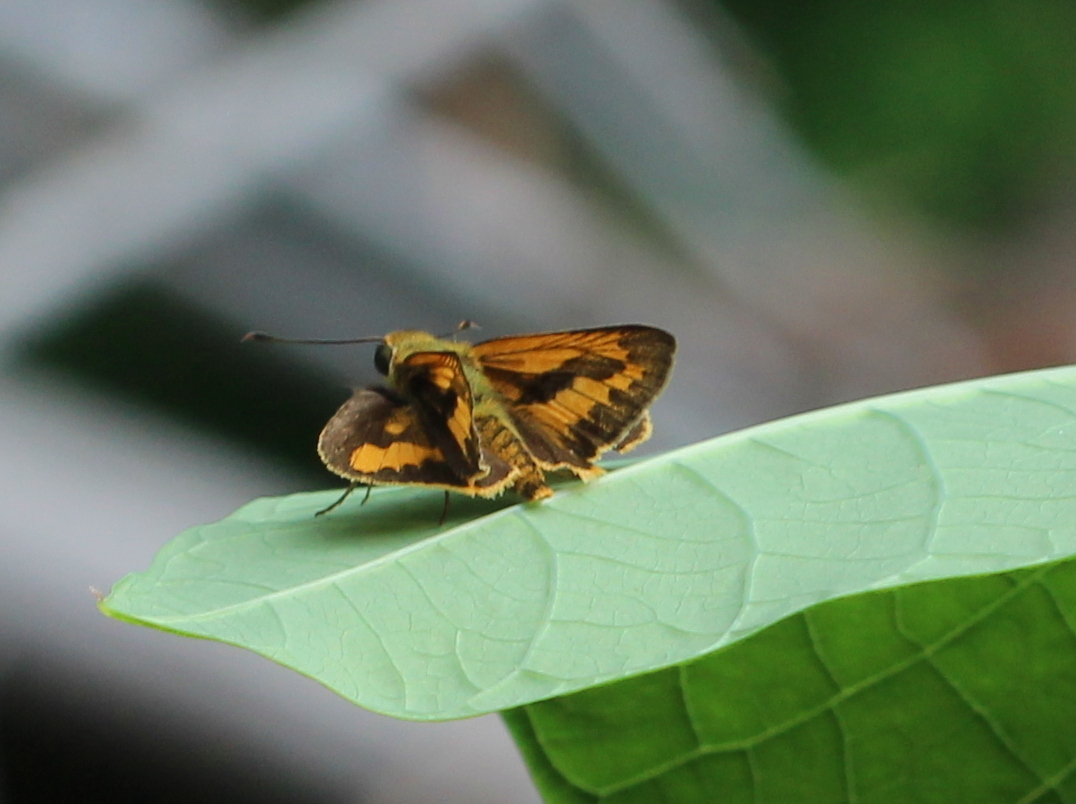 Dark Palm-Dart