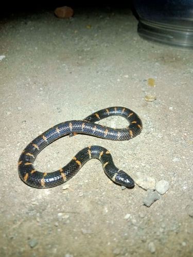 Red Cylinder Snake