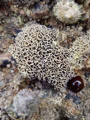 Lithophyllum byssoides