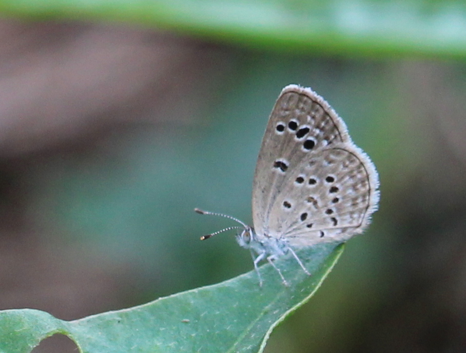 Lesser Grass Blue