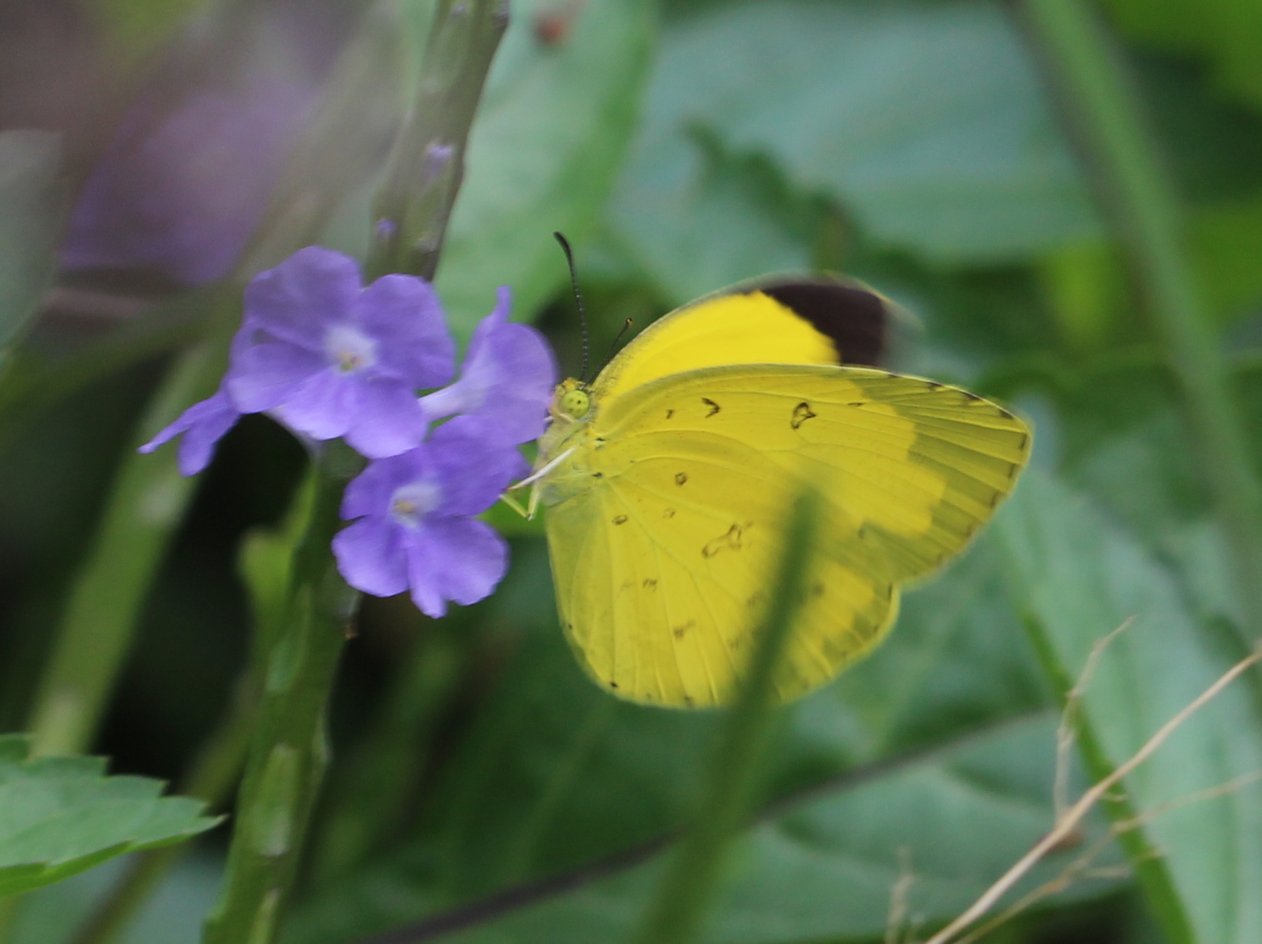 Common Grass Yellow