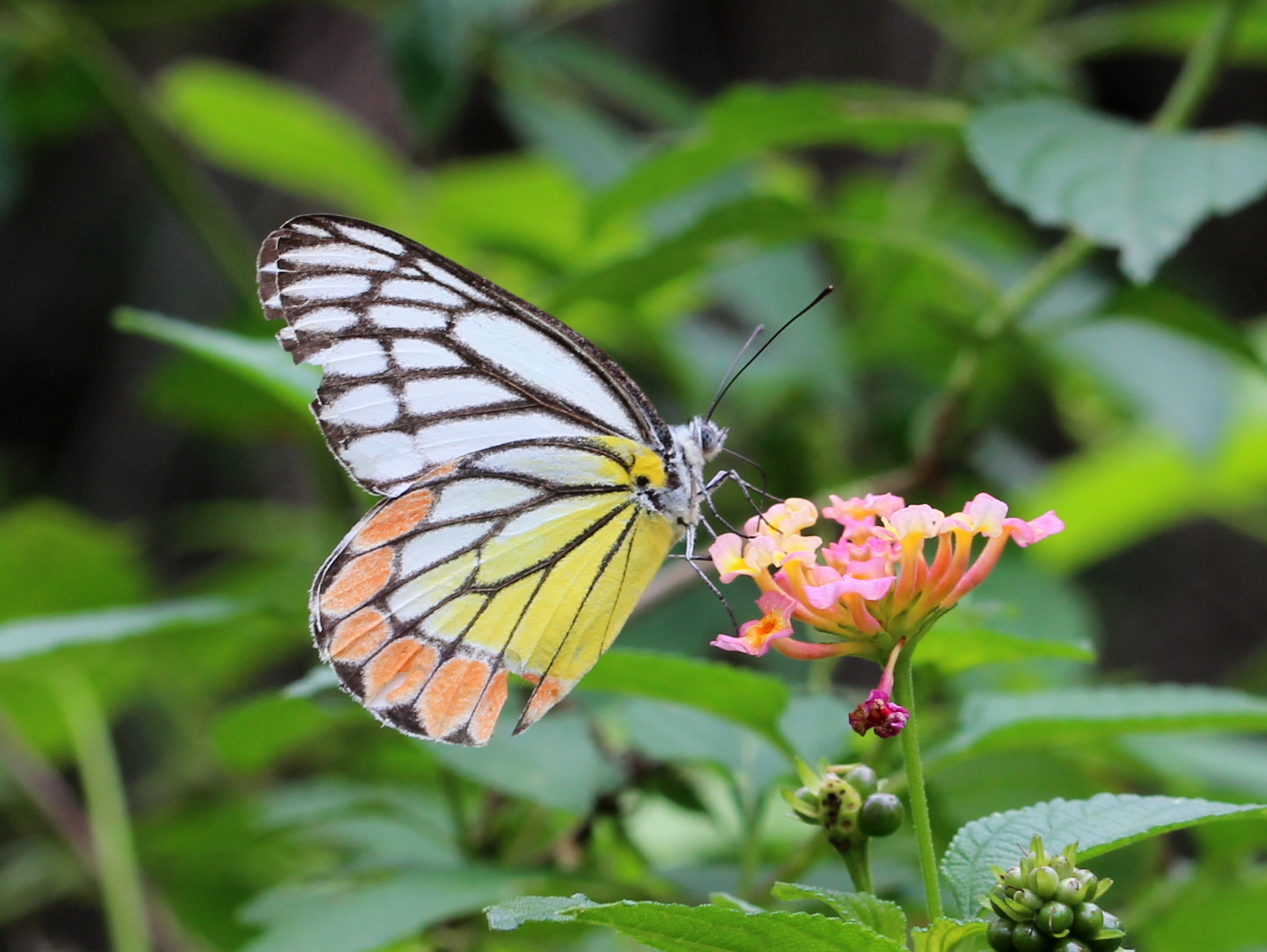 Indian Jezebel