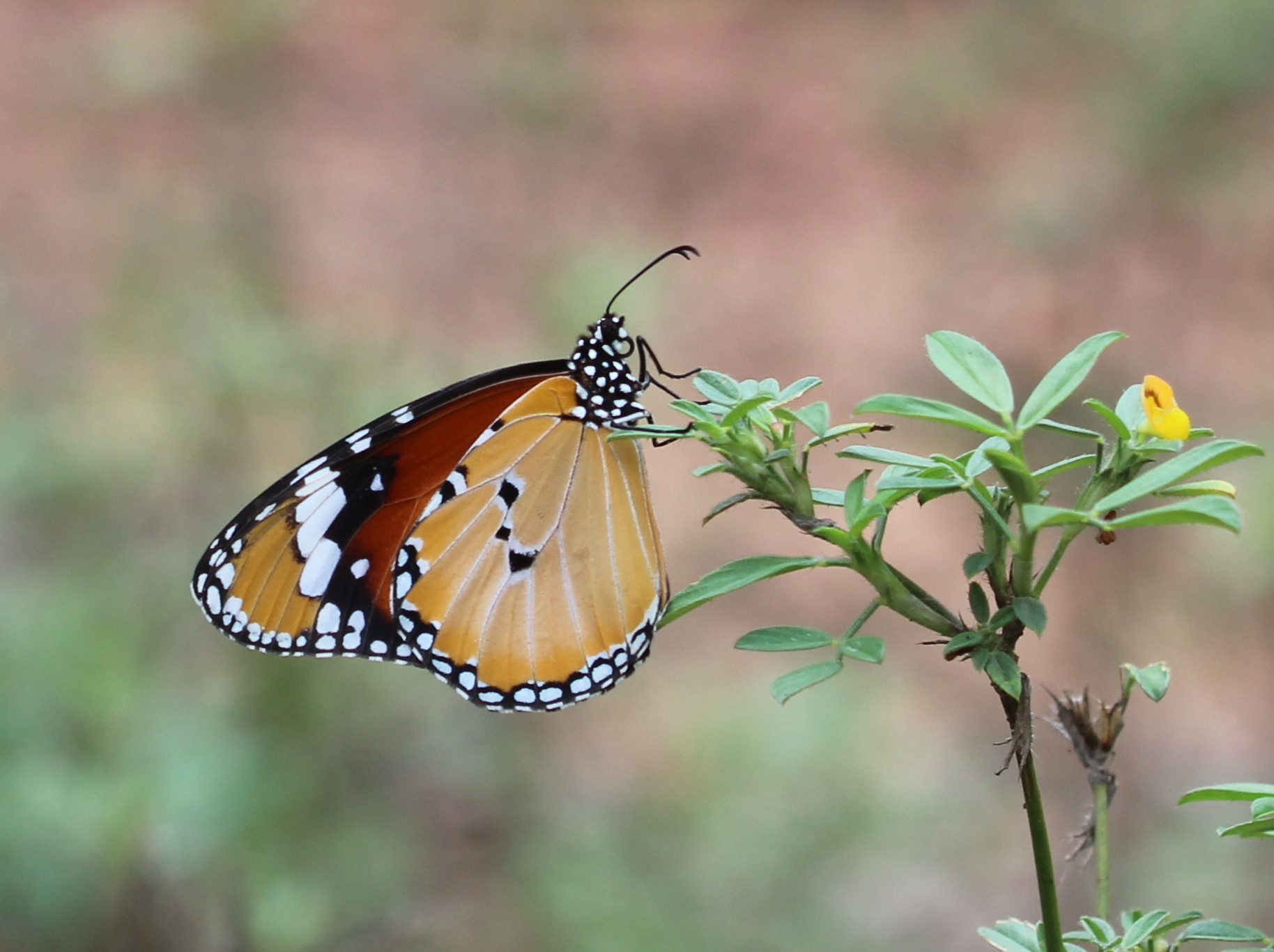 Plain Tiger