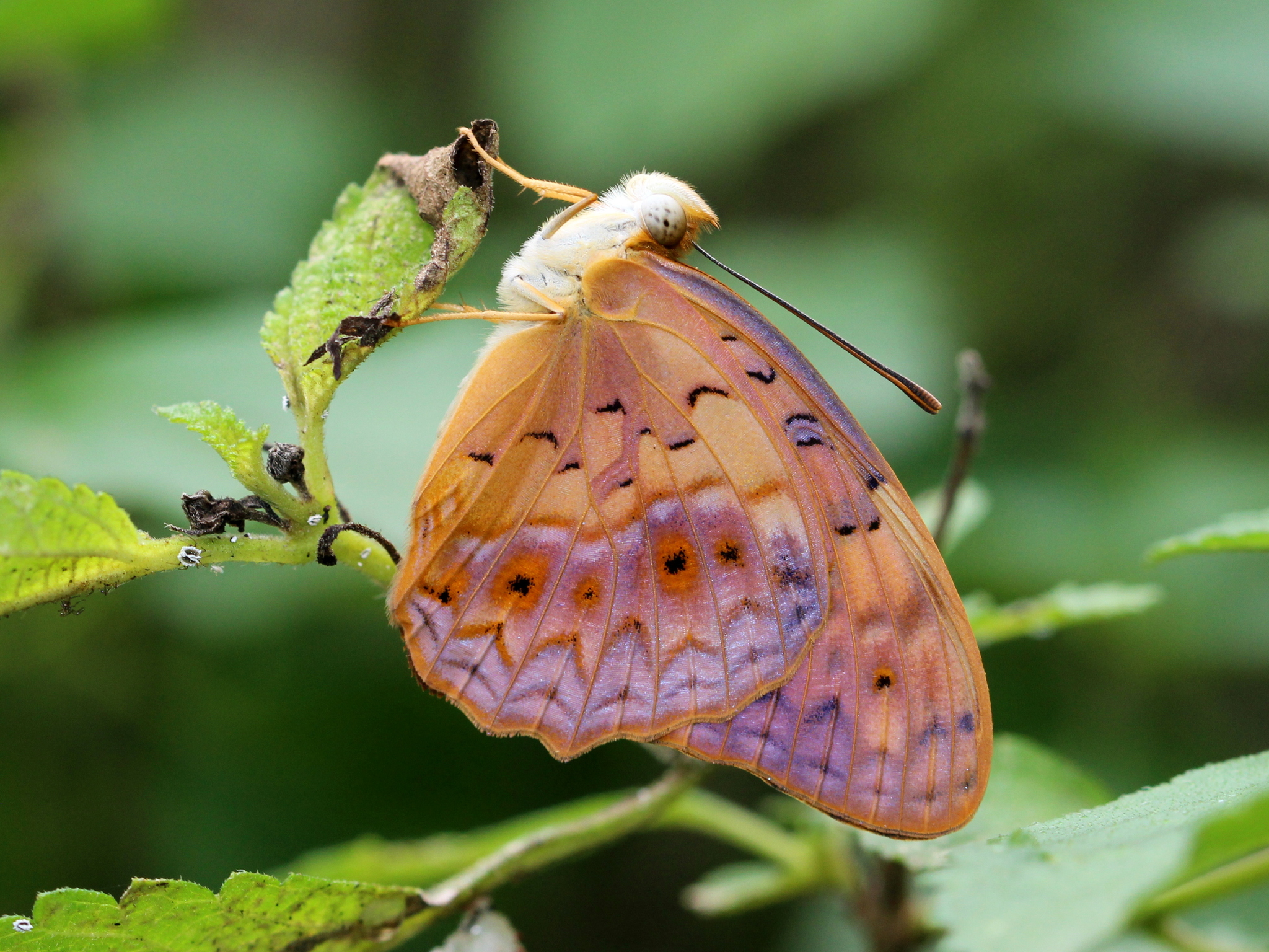 Common Leopard