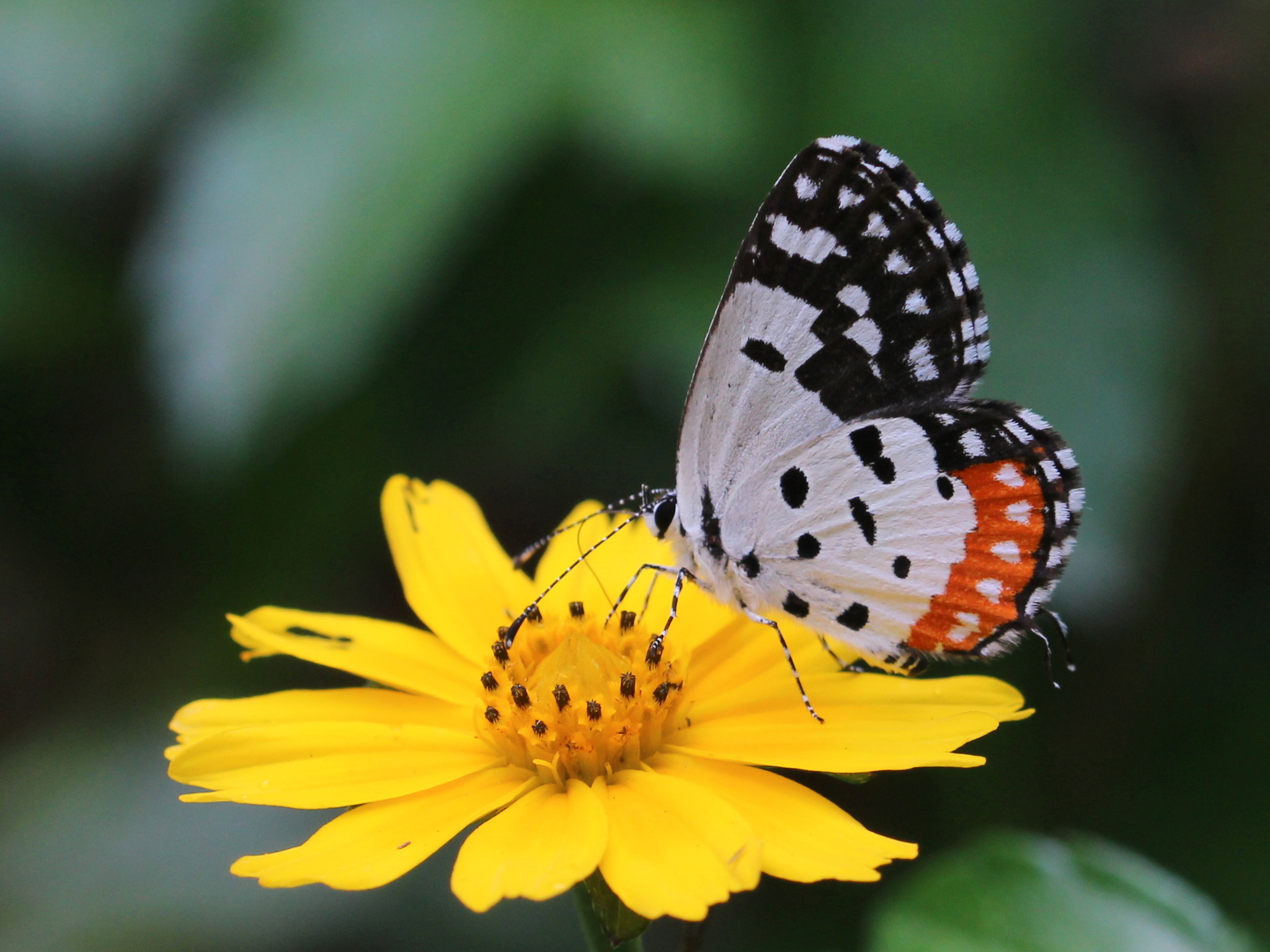 Red Pierrot