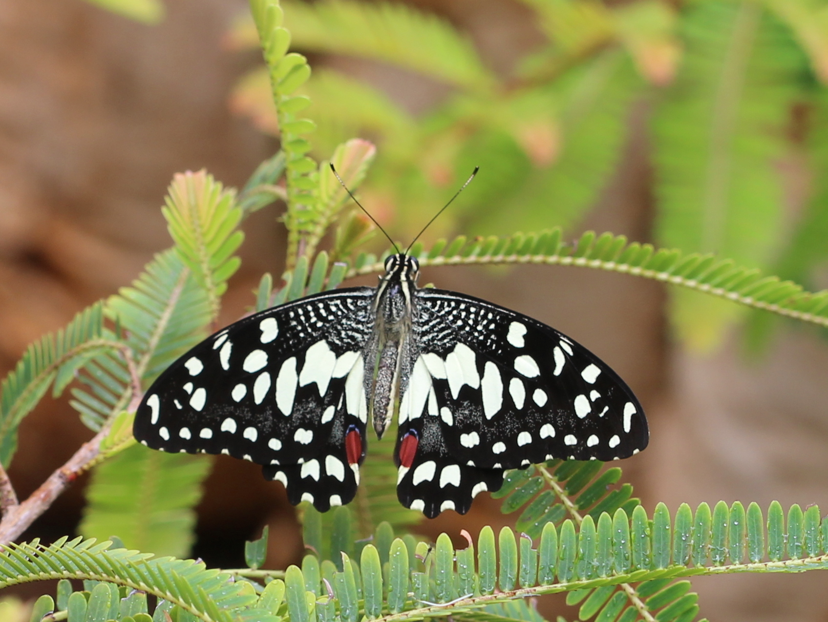 Lime Swallowtail