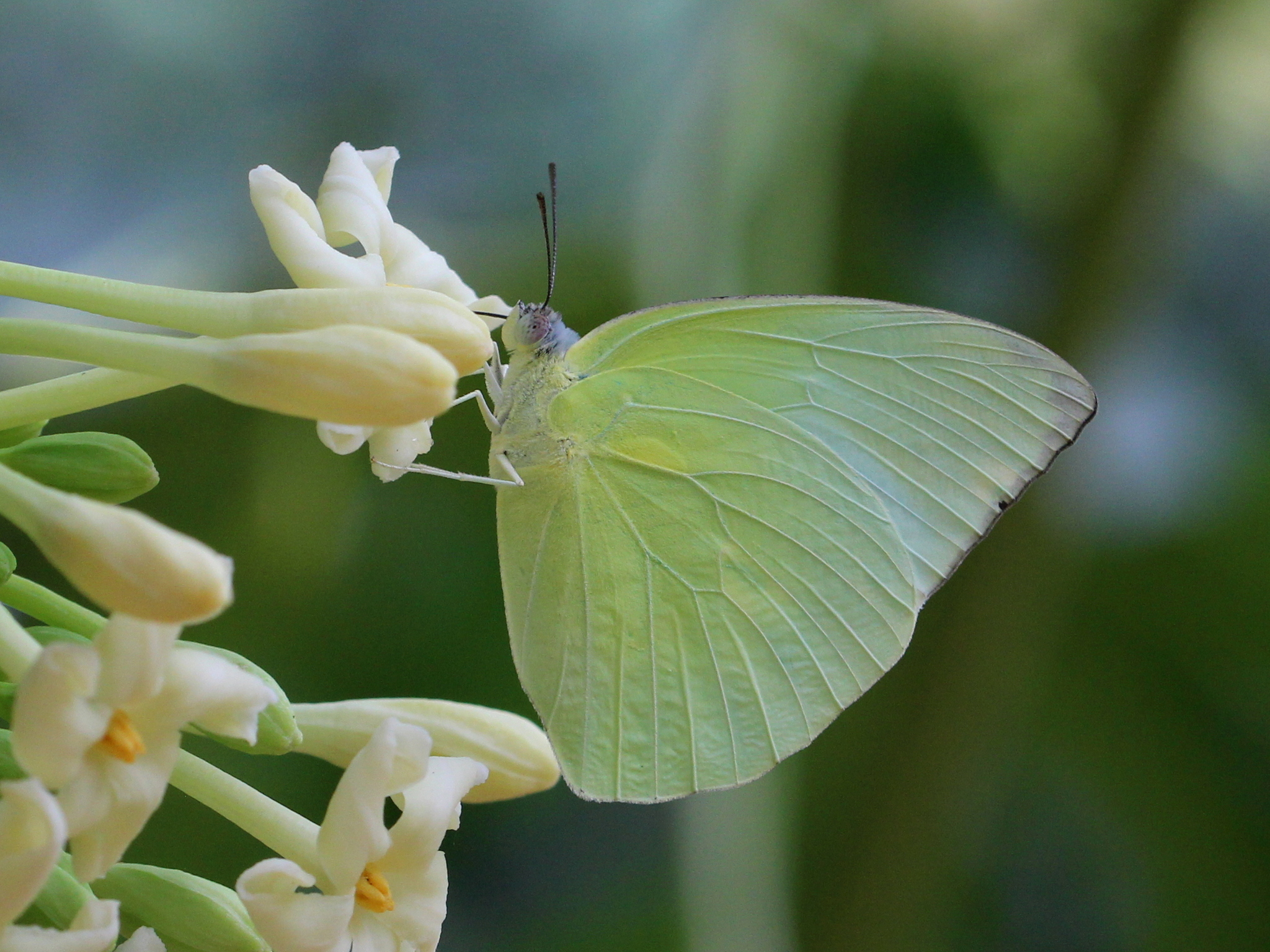 Lemon Emigrant