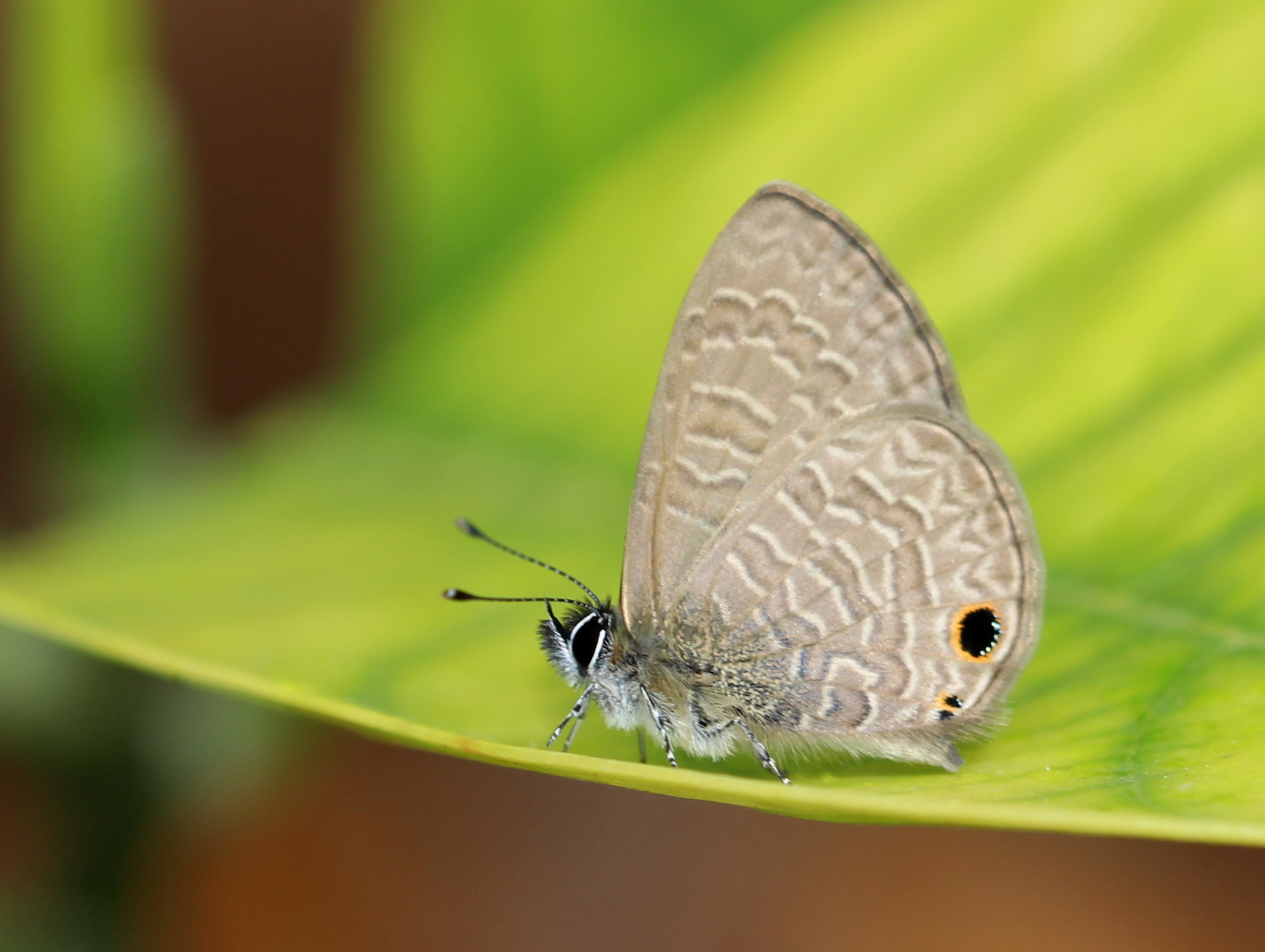 Tailless Lineblue