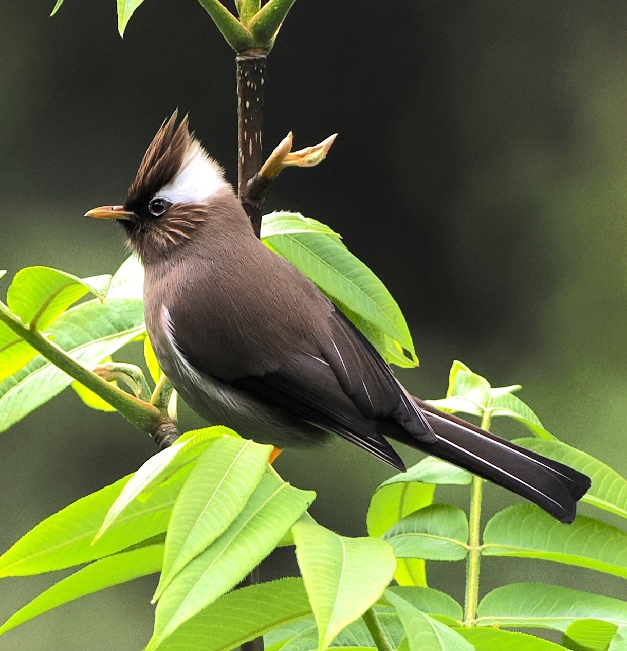 White-collared Yuhina