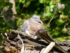 Columba palumbus
