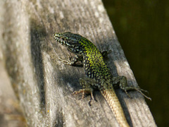 Podarcis muralis