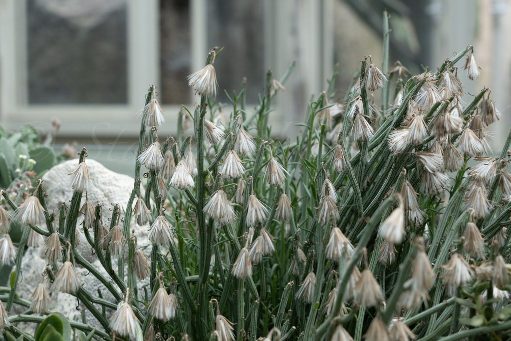 Kleinia descoingsii
