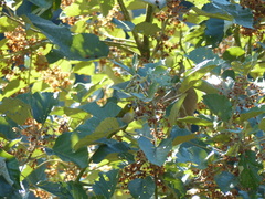 Zosterops maderaspatanus