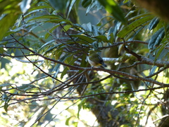 Zosterops maderaspatanus