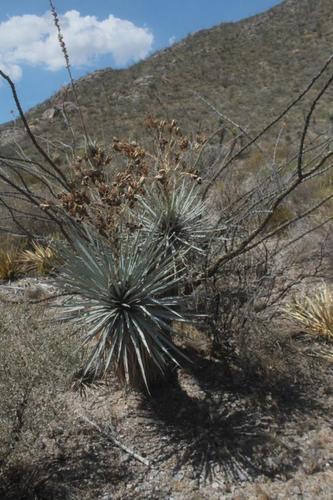 rigid blue yucca